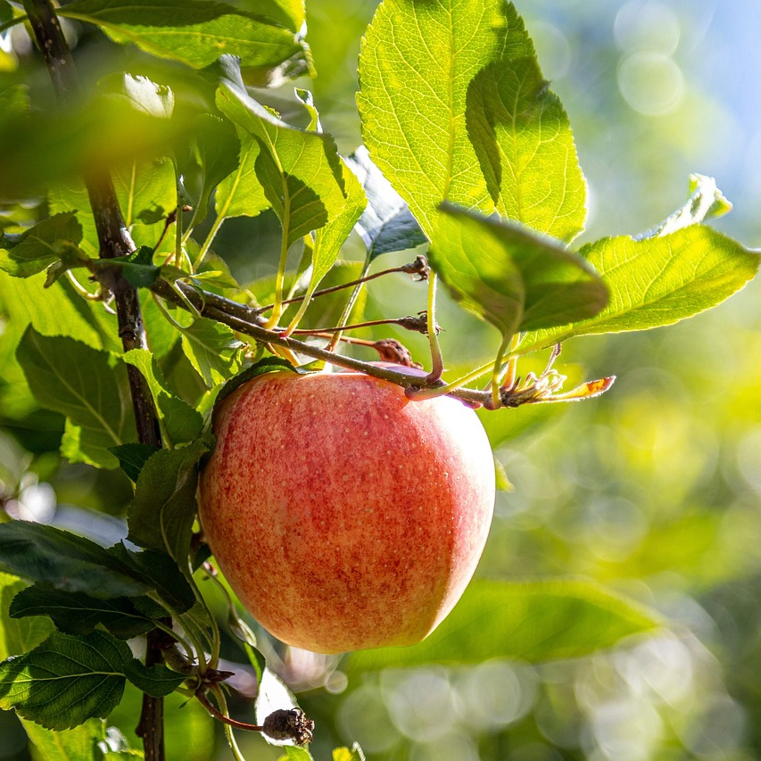 Arboles frutales Gala