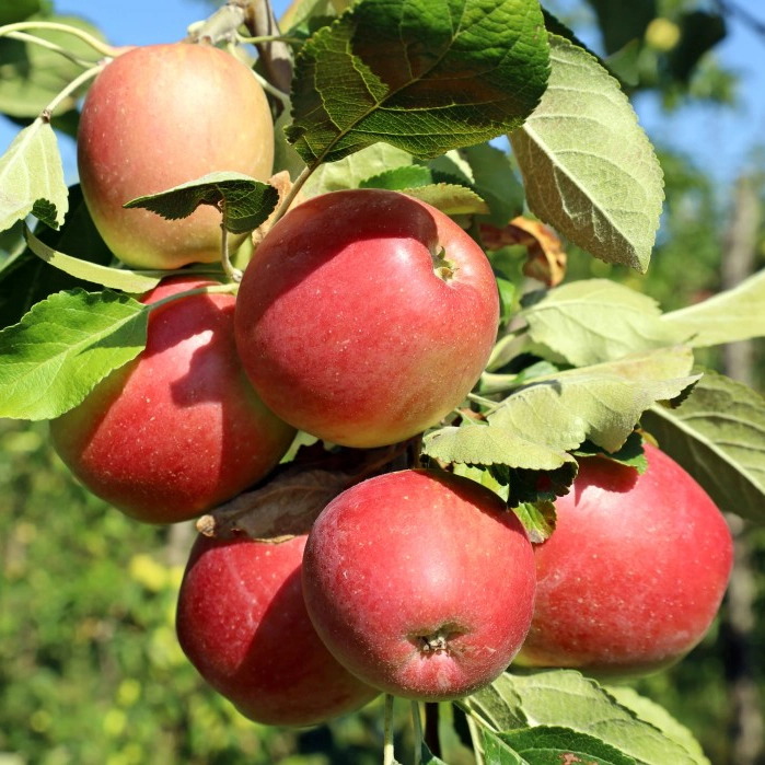 Arboles frutales fuji