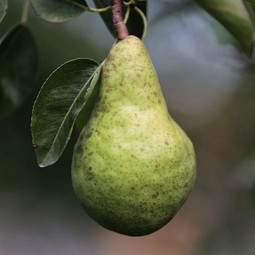 Arboles frutales williams