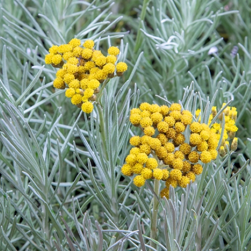 Plantas aromaticas - curry